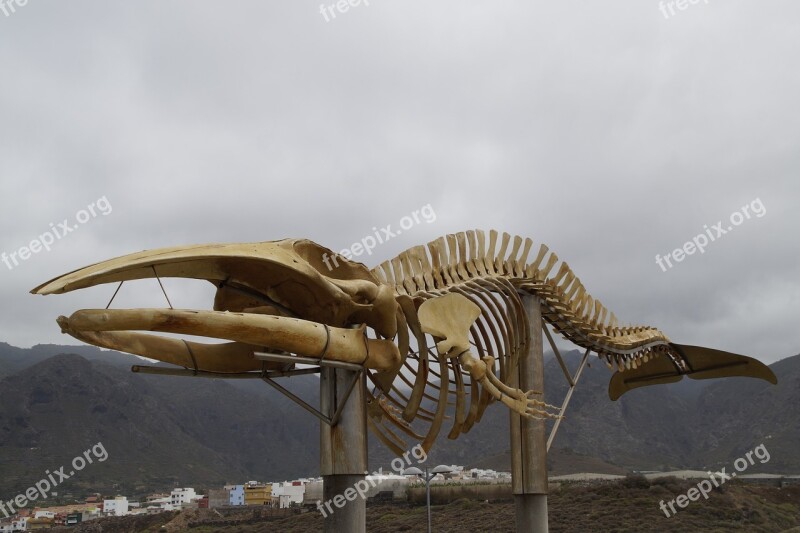 Whale Skeleton Skeleton Monument Wal Tenerife