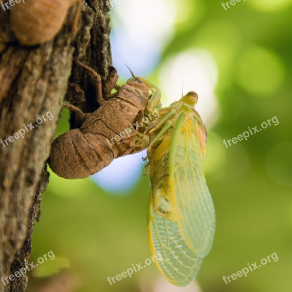 Birth Cicada Windmill Gard Chrono 522 Nature