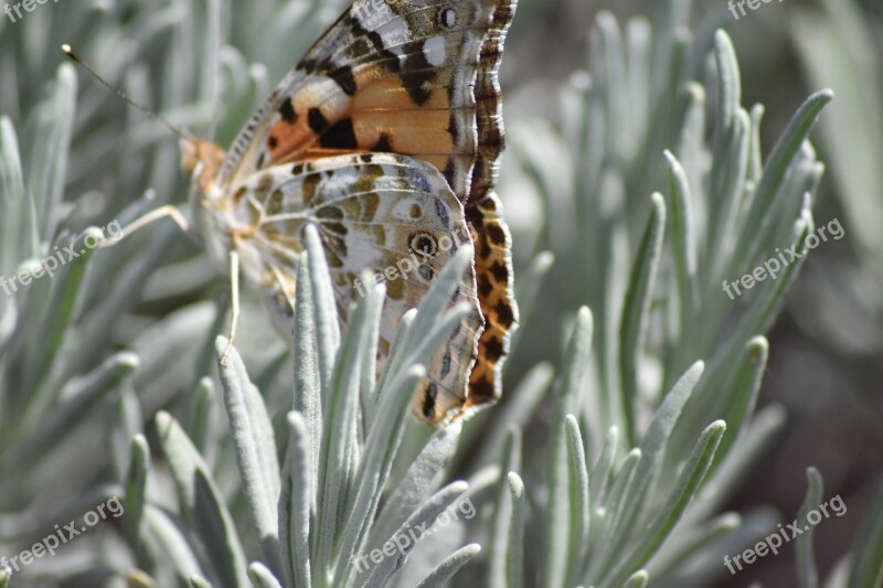 Vanesse Thistles Beautiful Lady Www Nature-surprising Com Free Photos