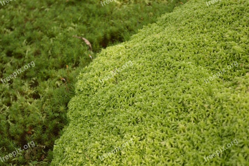 Moss Grass Green Texture Japan