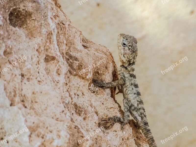 Stellagama Stellio Cypriaca Lizard Endemic Kurkutas Young