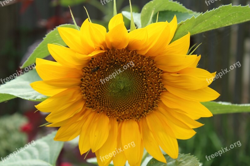 Sunflower Macro Nature Yellow Summer Plants