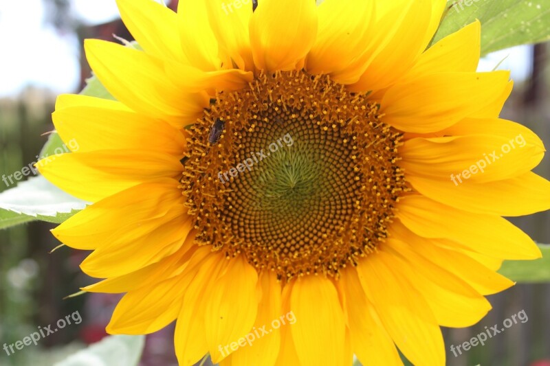 Sunflower Macro Nature Yellow Summer Plants