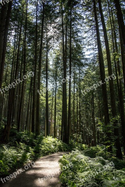 Forest Path Magic Magical Nature