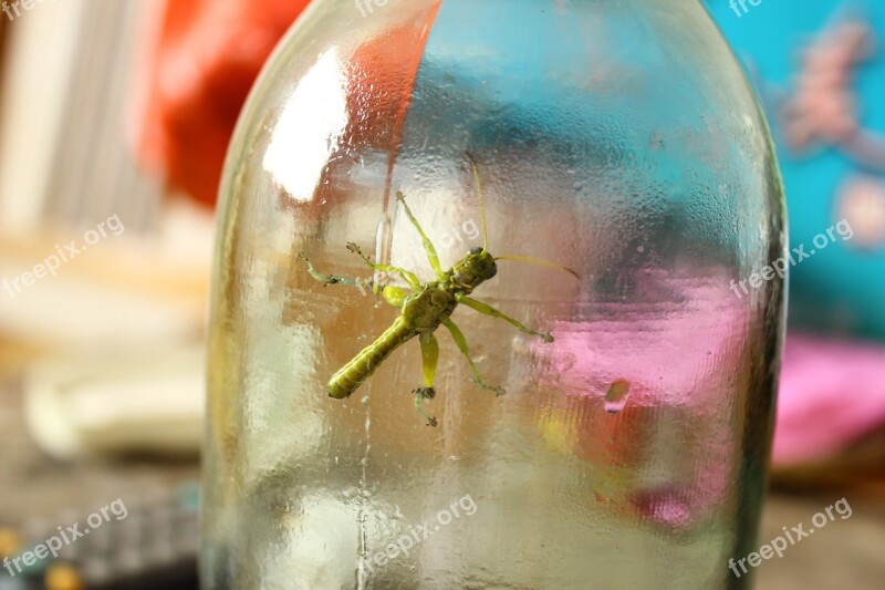 Bottles Grasshopper Small Animals Captivity Free Photos