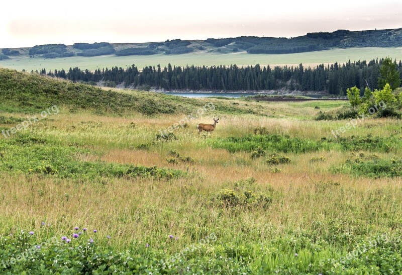 Glenbow Ranch Provincial Park Deer Park Nature Animal