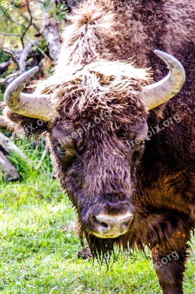 Bison Taurau Force Nature Wild