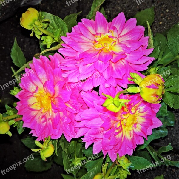 Flowers Dahlias Ornamental Plant Composites Large Flowers