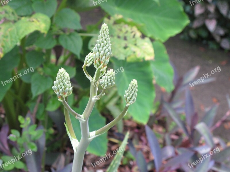 Aloe Vera Green Seed Pod Aloe Vera Green Pods Free Photos