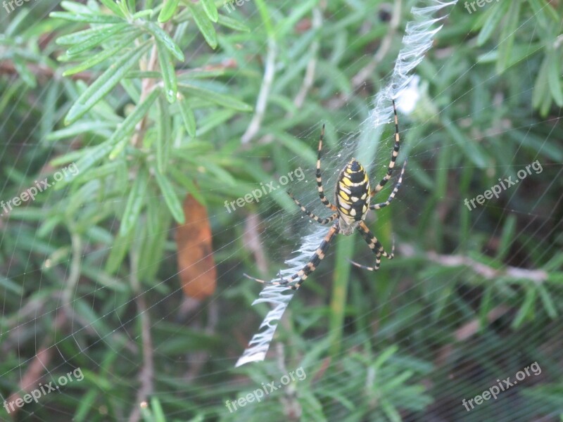 Spider Rosemary Spider Web Free Photos