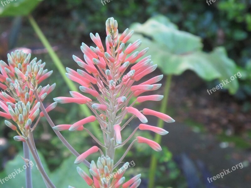 Aloe Vera Aloe Vera Top Seed Pod Free Photos