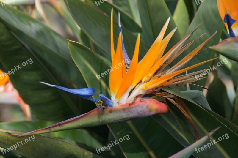 Flower Orange Caudata Greenhouse Caudata Madeira