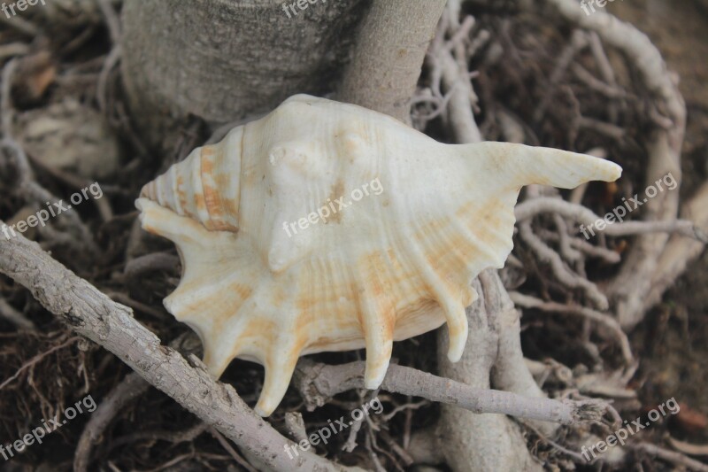 Conch Mollusca Shell Exoskeleton Free Photos