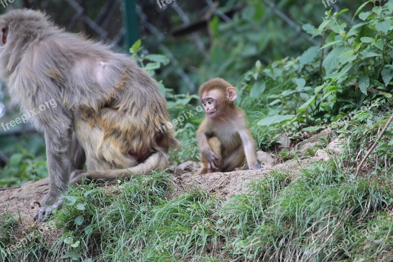 Baby Monkey Angry Mother Simian Free Photos