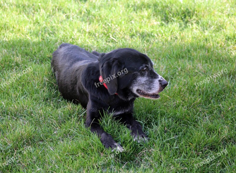 Summer Relax Animal Dog Labrador