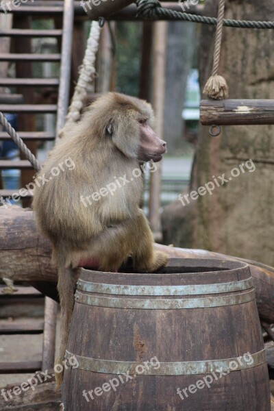 Monkey Hamadryas Baboon Primates Zoo Animal