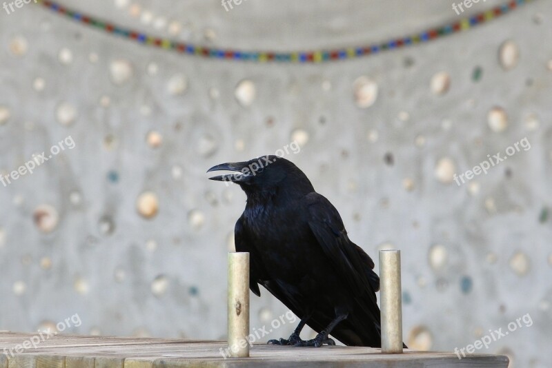 Animal Park Bench Crow Wild Birds