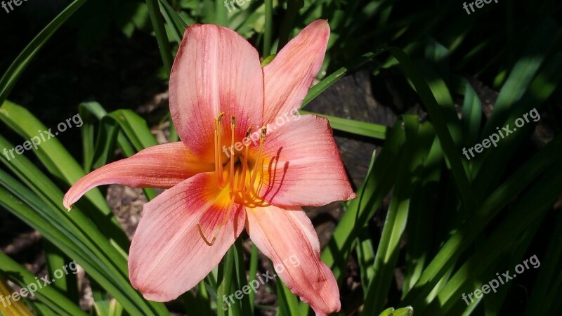 Daylily Salmon Pink In Bloom Free Photos