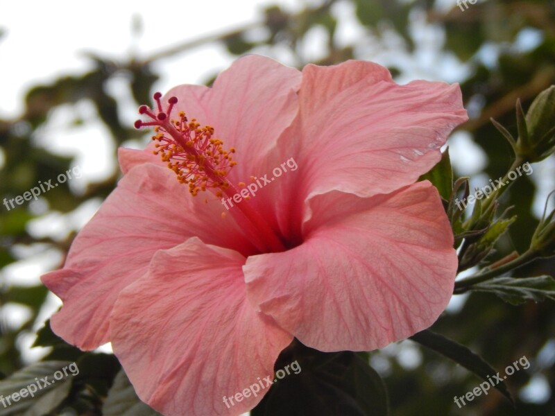 Ibisco Ibisco Pink Pink Flower Pink Petals Free Photos