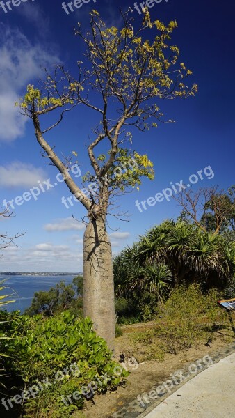 Baobab Tree Botany Park Landscape