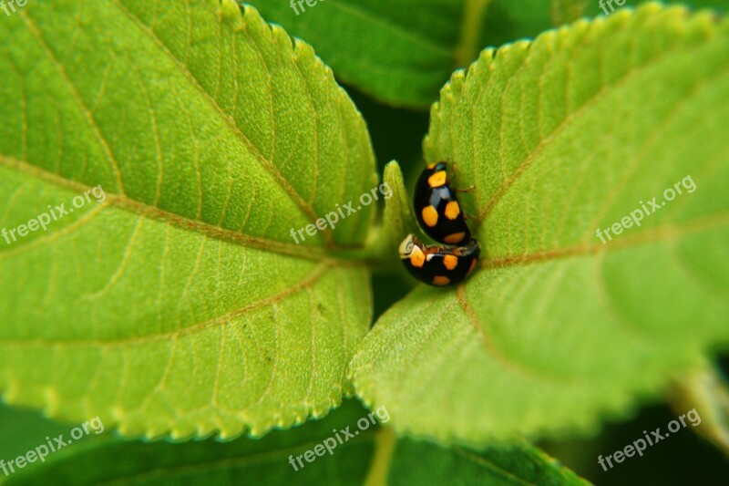 Insects Reproduction Leaves Bugs Microphotographing