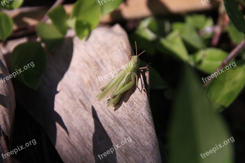 Grasshopper Nature Garden Insect Green Grasshopper