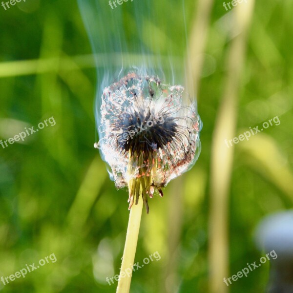 Sonchus Oleraceus Nature The Devastation Taraxacum Officinale Weed