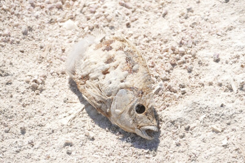 Fish Dead Decay Death Wildlife