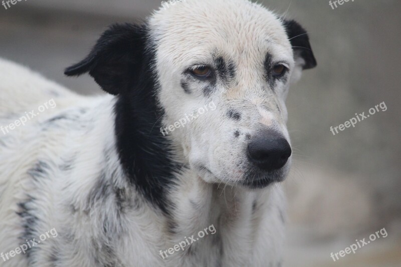 Homeless Dog Stray Sad Canine