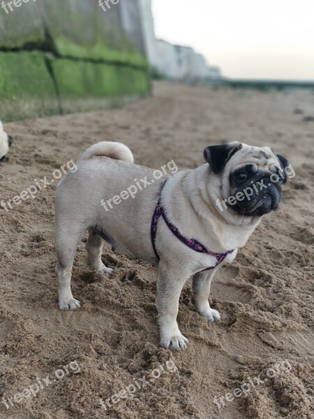 Pug Pugs Dog Animal Cute