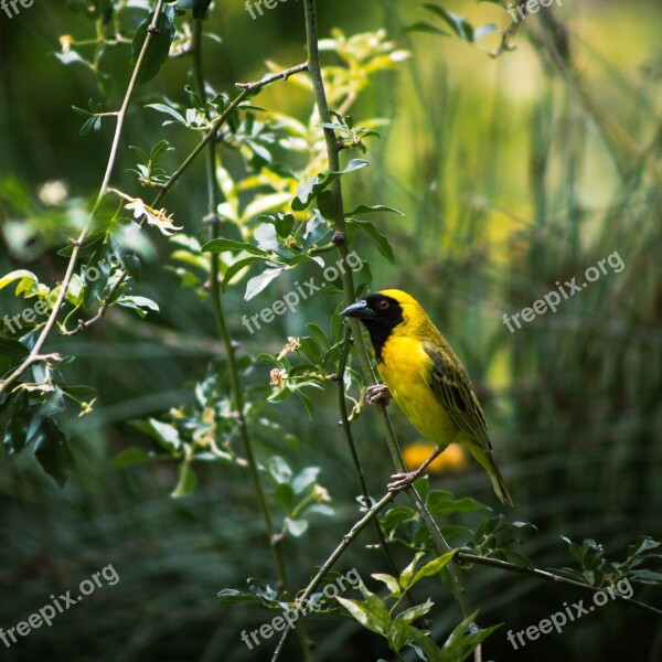 Bird Male Weaver Beak Feather