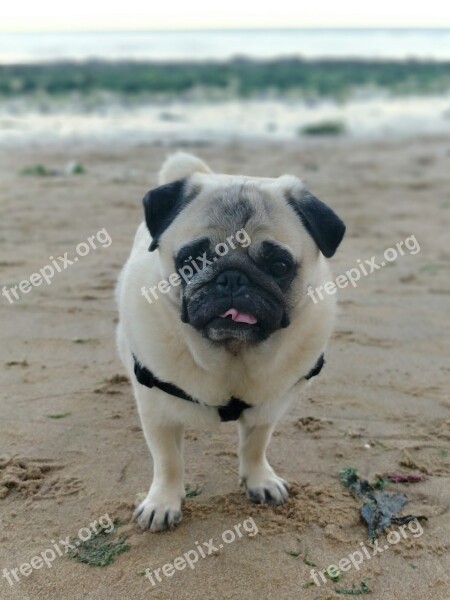 Animals Pug Pugs Dog Beach