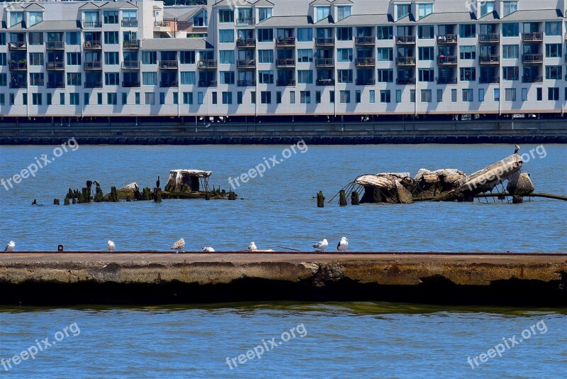 Dock Harbor Sea Gulls Water Pier