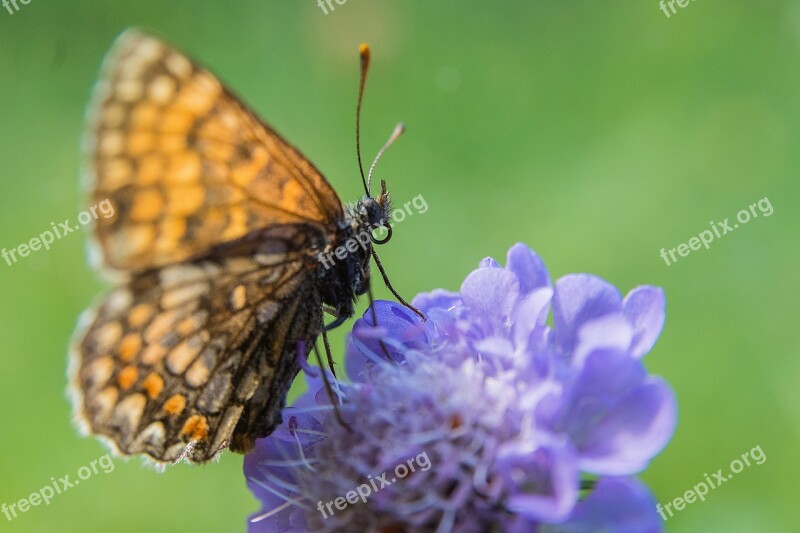 Butterfly Flower Blossom Bloom Insect