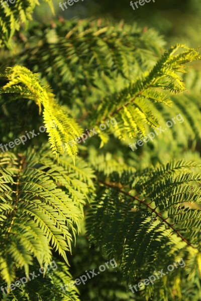 Jacaranda Green Leaf Spring Free Photos