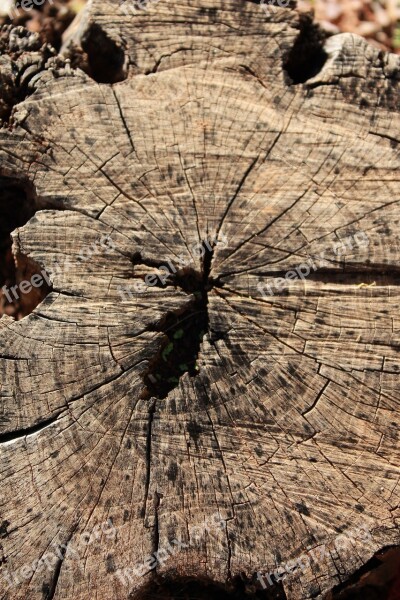 Stump Dead Stump Brown Wood Free Photos