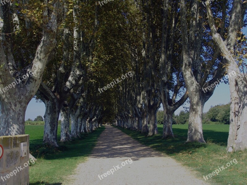 France Avenue Row Of Trees Tree Lined Avenue Away