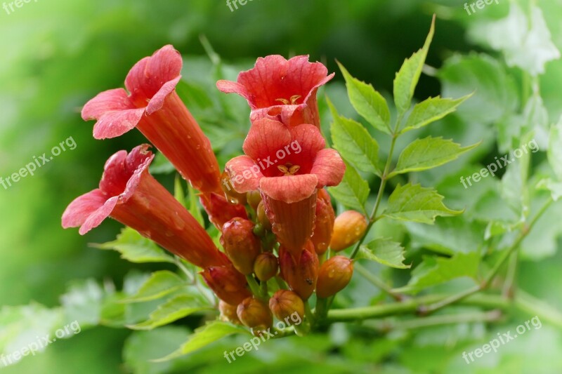 Nature Climbing Plants Ranke Flowers Summer