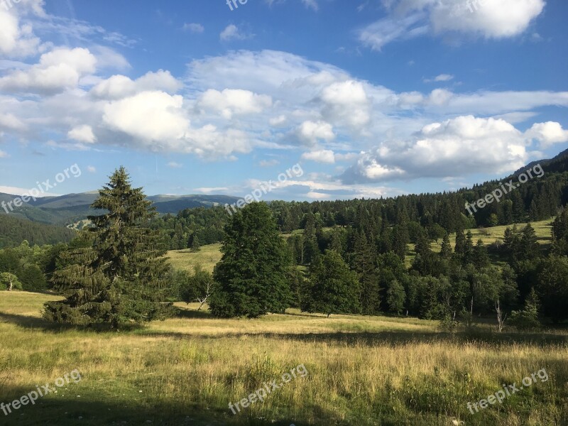 Romania Sky Tree Fir Mountain