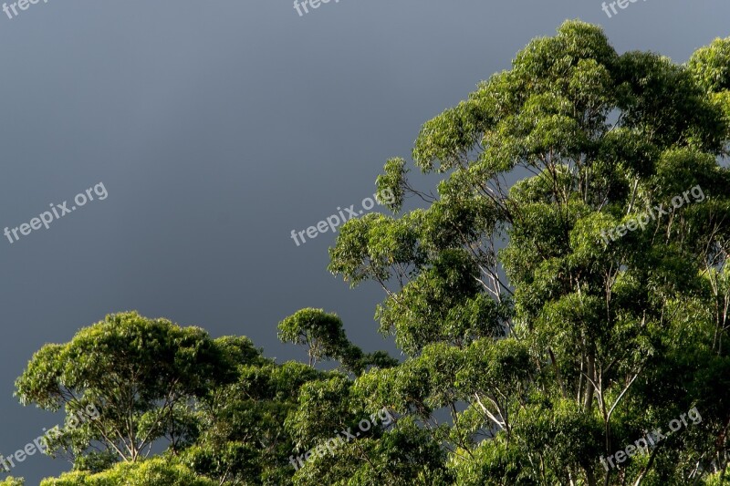 Gum Trees Eucalypts Green Native Subtropical