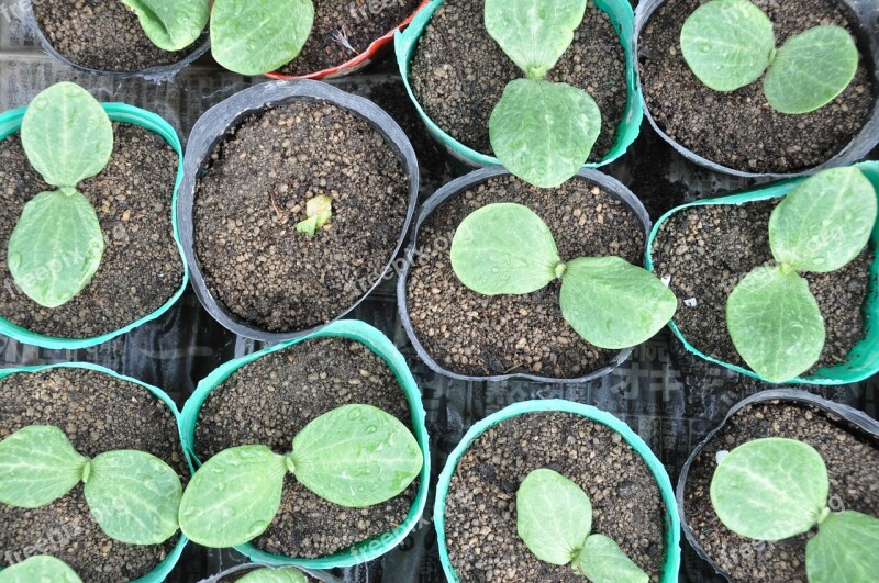 Bud Seedlings Futaba Free Photos