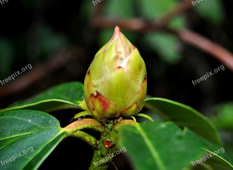 Wet Nature Flower Bud Green Free Photos