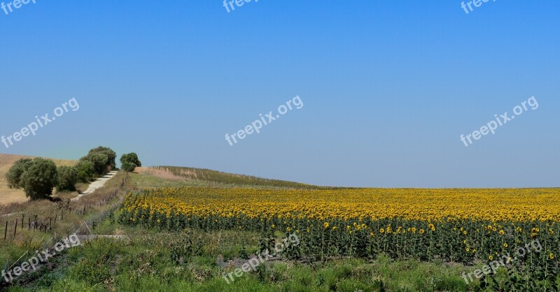 Sunflowers Field Landscape Sunflower Flower