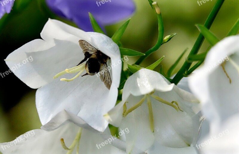 Campanules Flowers Summer Flowers White Flowers Nature