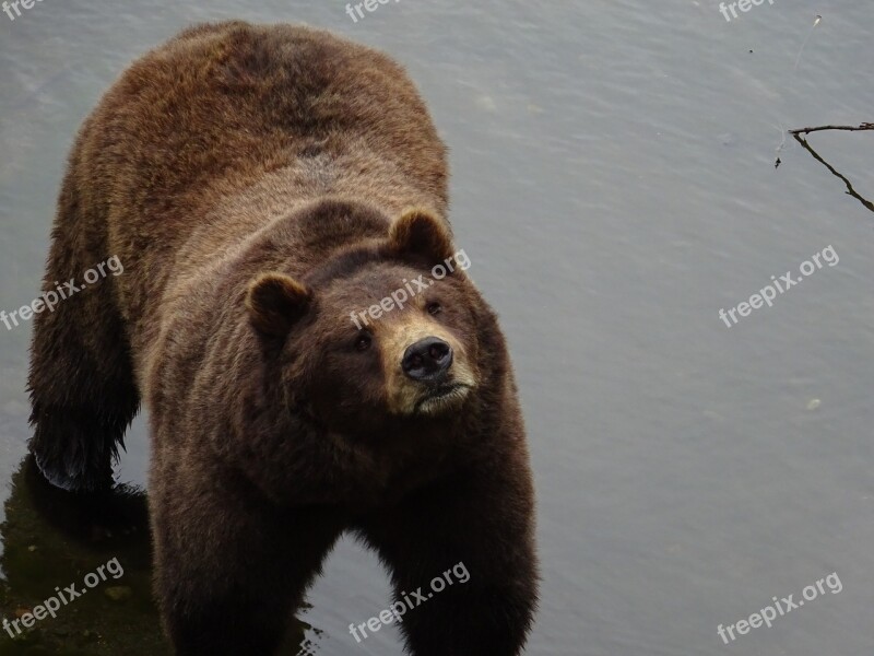 Bear Nature Wildlife Wild Animal