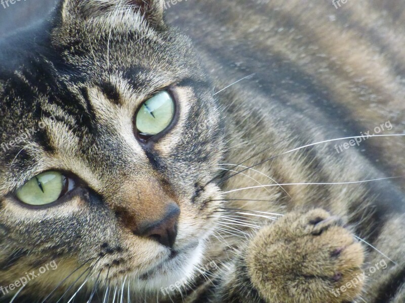 Cat European Animal Feline Tabby