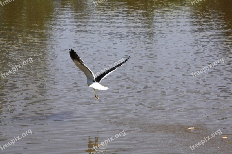 Bird Flying Lake Nature Brazil