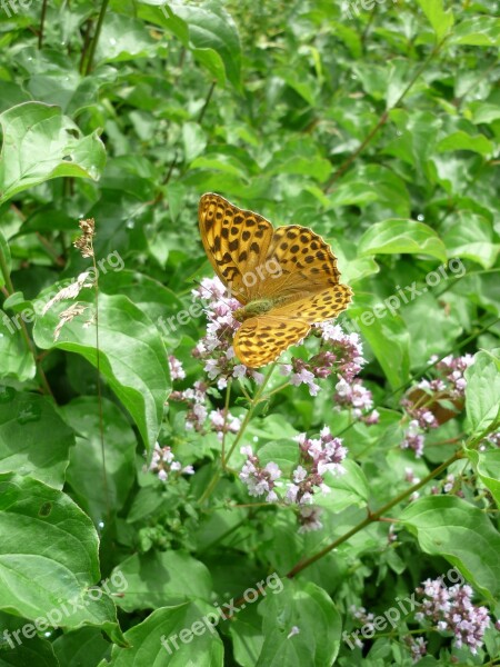 Fritillary German Butterfly Nature Thyme Flowers Meadow