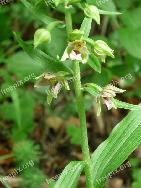 Broad-leaved Helleborine Nature German Orchid Small Flowers Width