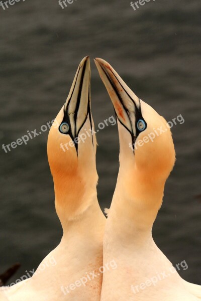 Gannet Birds Germany Heligoland Love